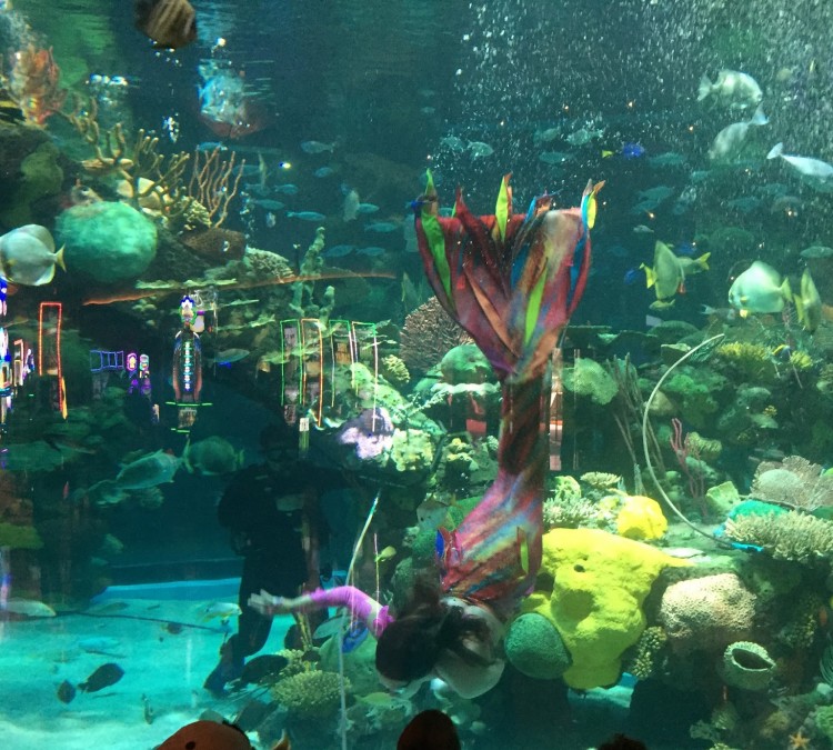 The Aquarium at Silverton Casino (Las&nbspVegas,&nbspNV)